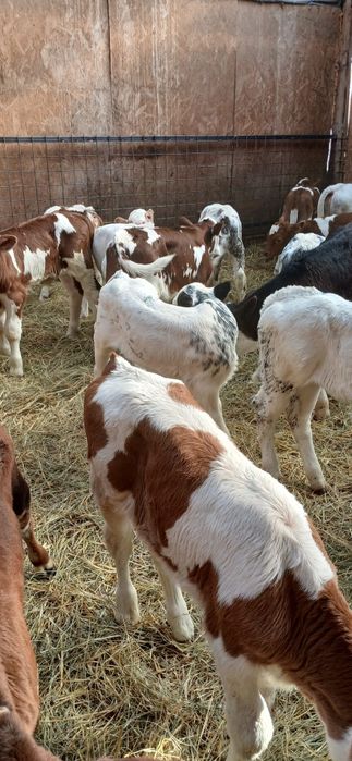 Vând vitei 2-8 saptamani