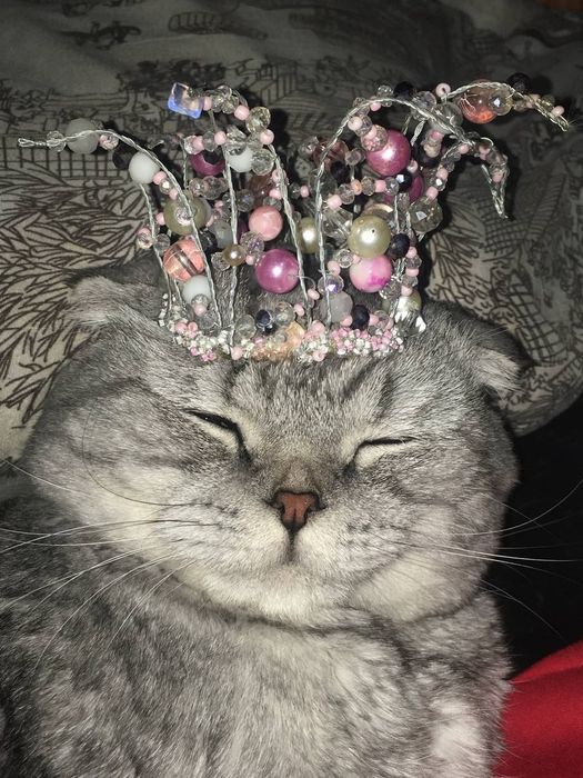 Шотландский  Мачо в Поиске Королевы