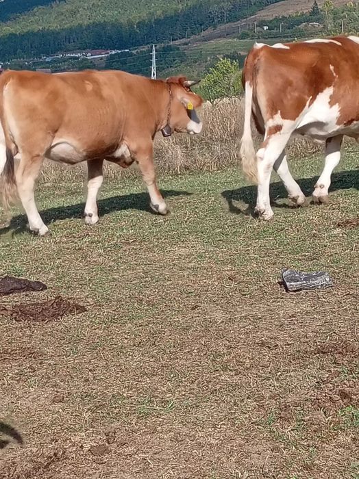 De vânzare lot de 5 bucati