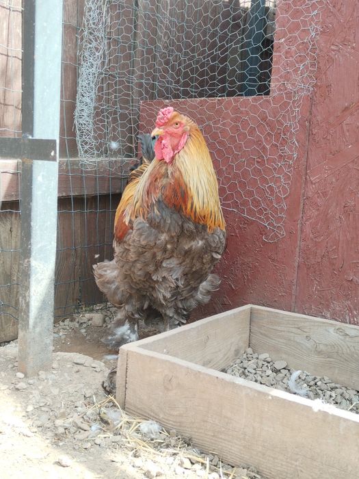 Găini brahma potârnichiu