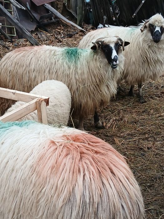 Vând o mioara si o stramioara