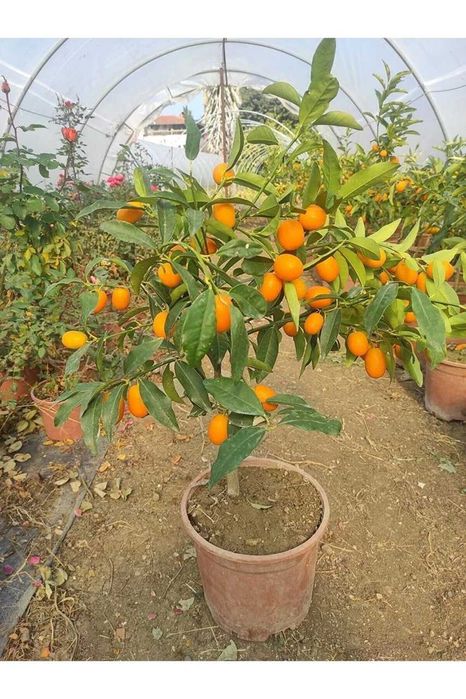 лимон, апилсин, мандарин, кумкуват, памела кўчатлар ишончли