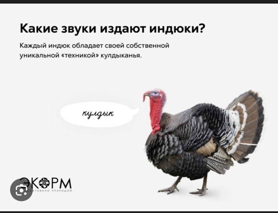 Продам индюков и петухов