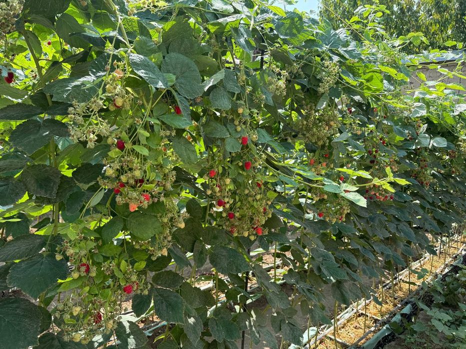 Малина,Полонез, ва Полана оригинал сорт