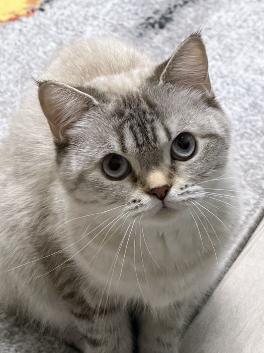 Отдам породистую кошечку