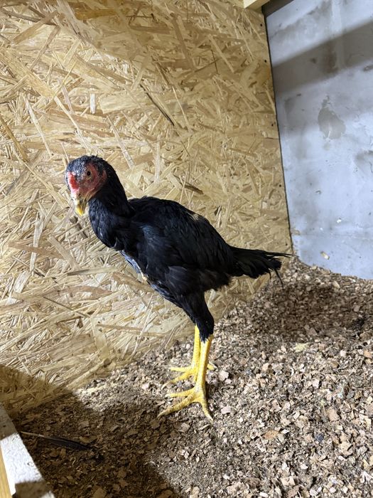 Продам цыпленка