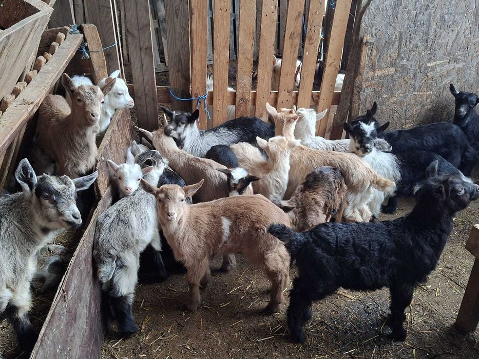 Iezi de vânzare- crescuți natural