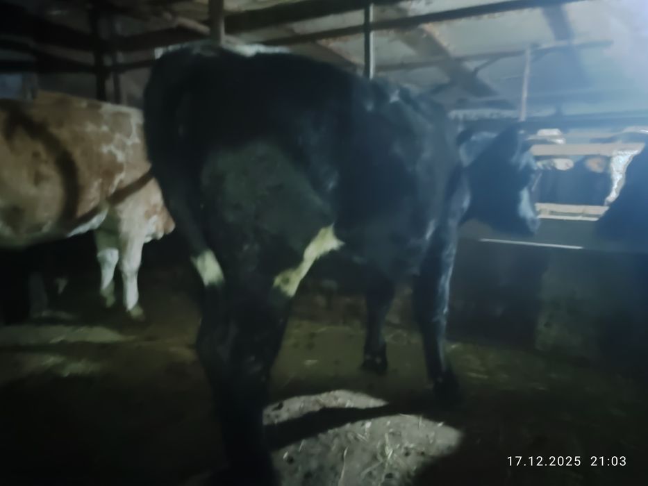 Кашарлар  сатылады!Продаются  телки!