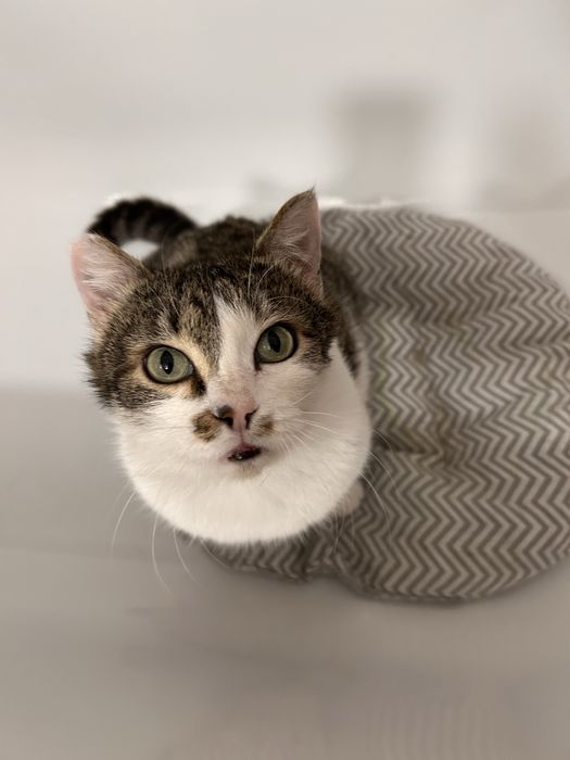 Жора, крупный и здоровый котэ :)