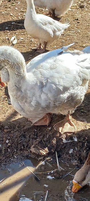 Продам гусей холмогоров 2 годовалых