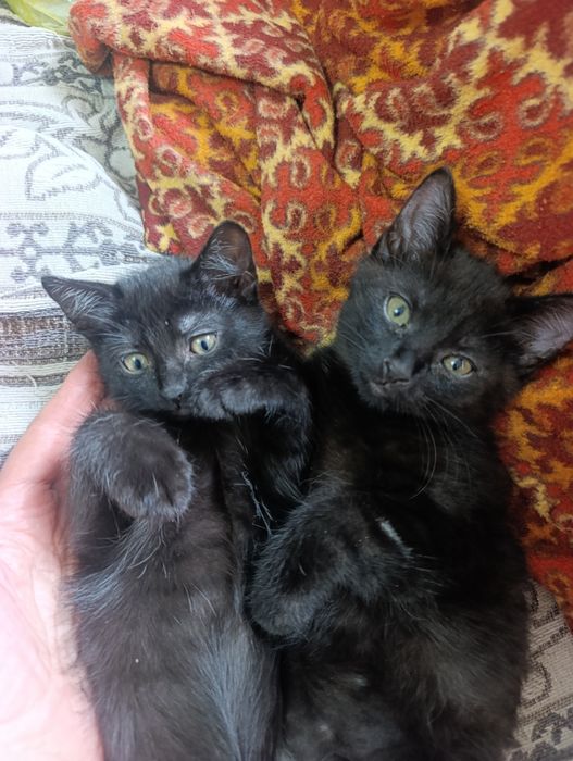 Котята от сиамской мамы