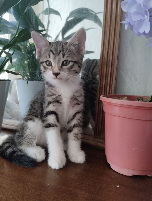 Продам дёшево кошечку