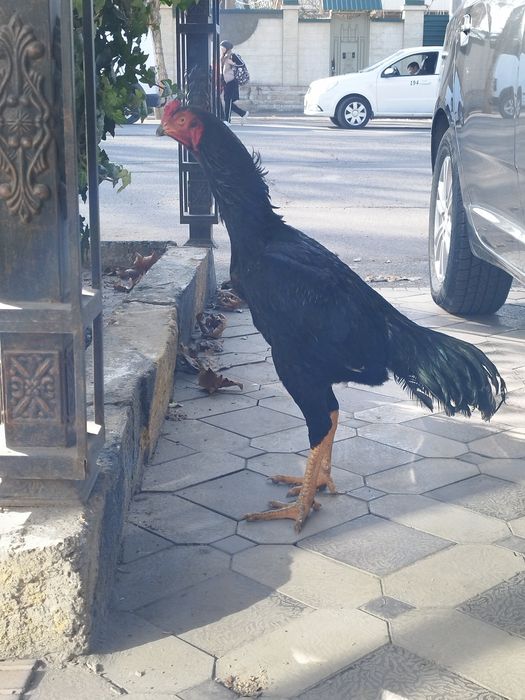 Жужа дакан хороз