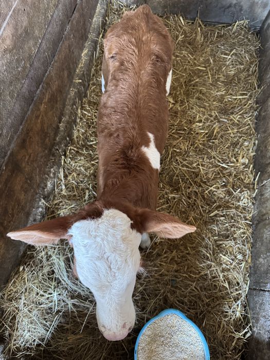 Tauras baltat de vanzare