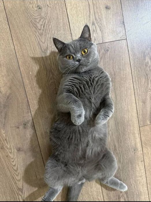 Котята Скотиш Страйт, 3 мальчика