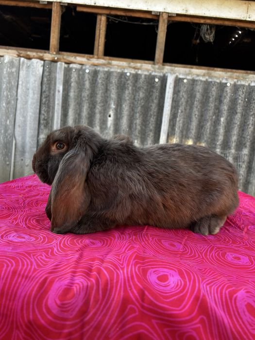 Iepuri berbec german