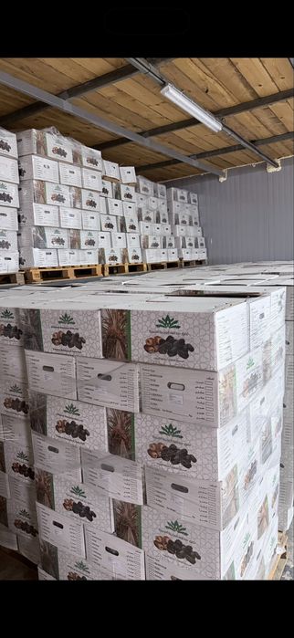 Финиковый сад, курма, рамадан