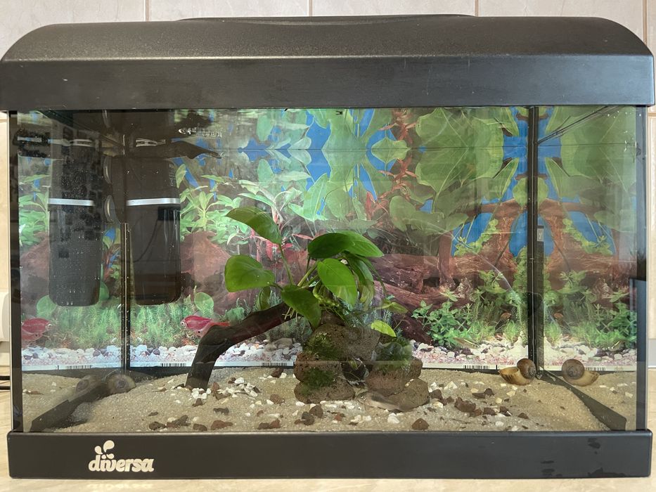 Acvariu Diversa 25 l