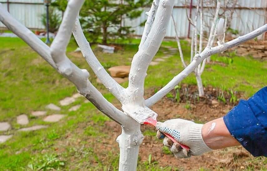 Богбон, Садовник услуги Удобрения дезинфекция фумигация Деревьев.