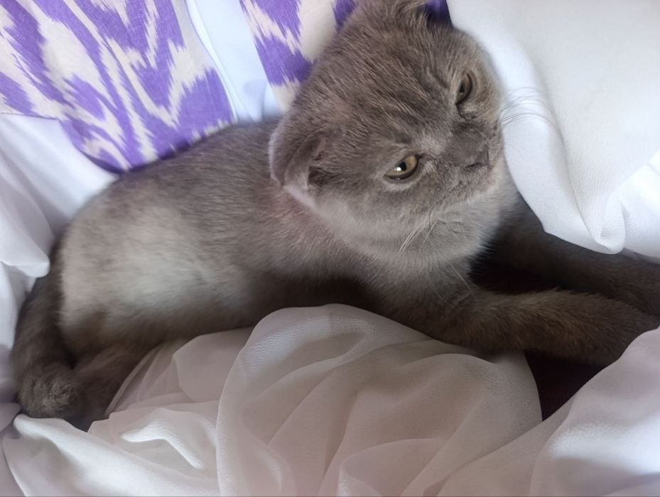 Продаются котята