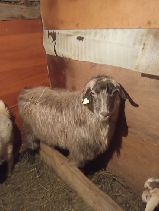 Продам двух козлов по два года