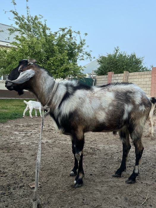 Нубийские теке сатылады