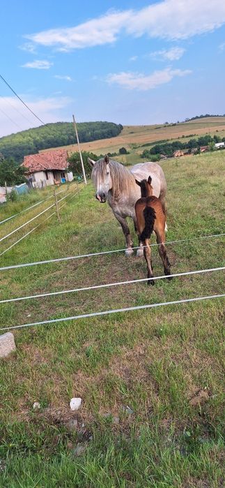 Iapa  poloneza cu manz de vanzare