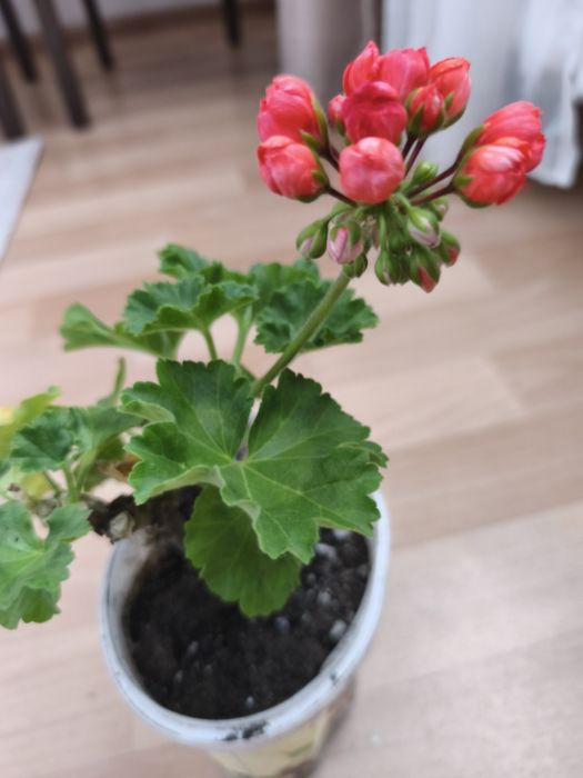 Продается цветы пеларгония