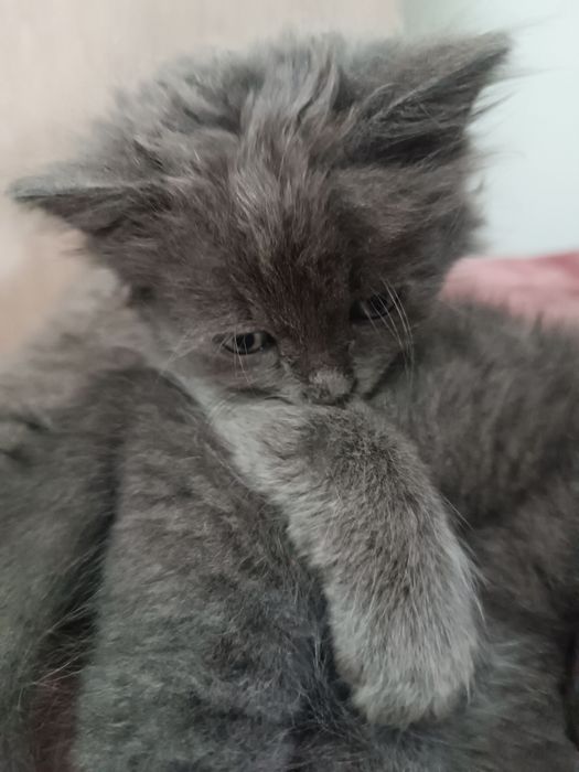 Отдам умных котят