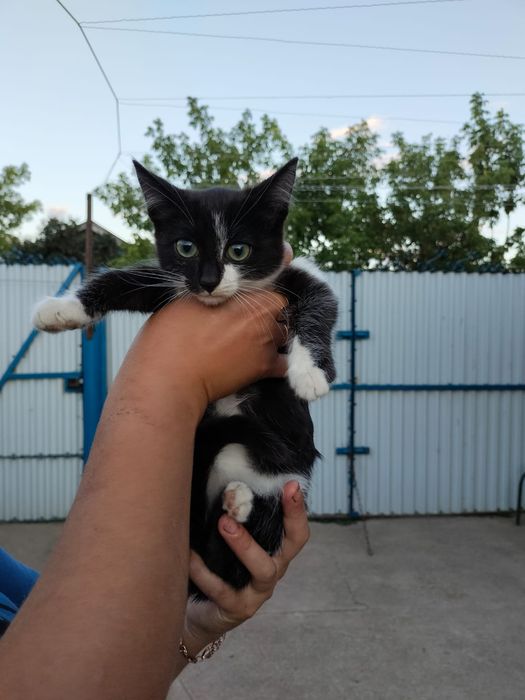 Отдам котенка в добрые руки