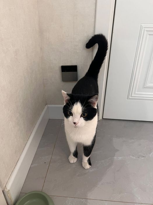 Отдам котенка в добрые руки