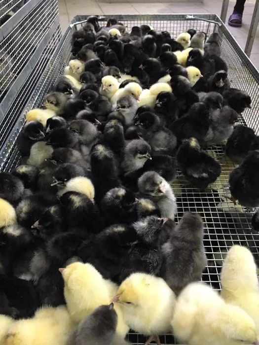 Продам цыплят домашние доминант