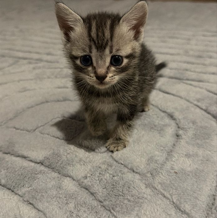 Отдам котят в добрые руки