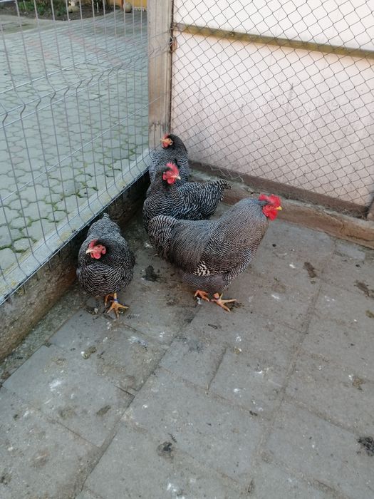 Vând găini de rasa Playmuth rok baratO rasa f bună. Rezistenta la boli.