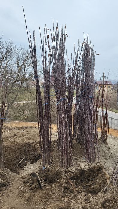 Vând pomi fructiferi