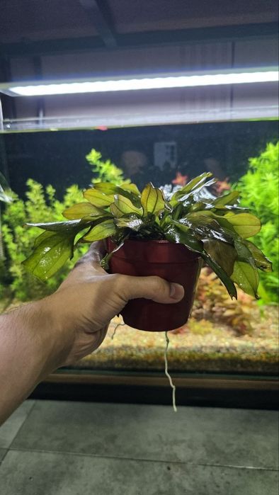 Exinadorus akvarium suv oʻti