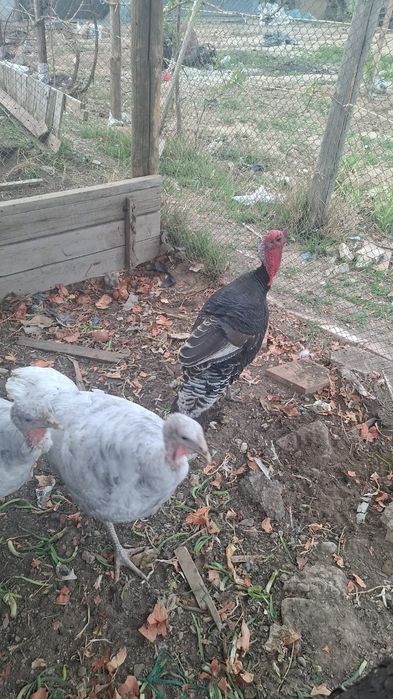 ТАУЫҚ, ҮНДІК сатылады