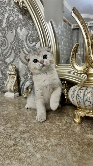 Шотландский скотиш фолд