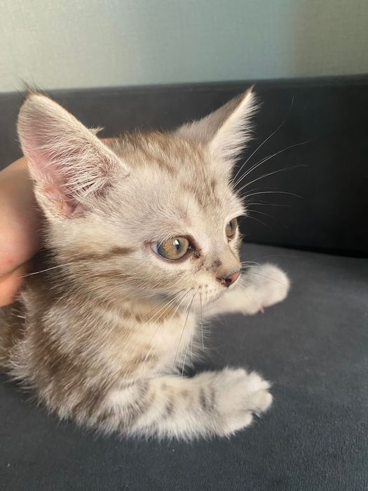 Продается шотландец мальчик 3мес