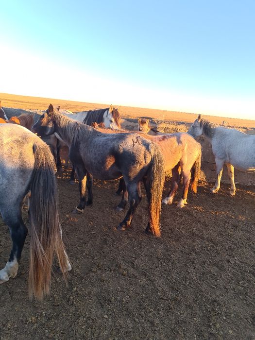 Пасу-выпас Кои баран Овец  багам.