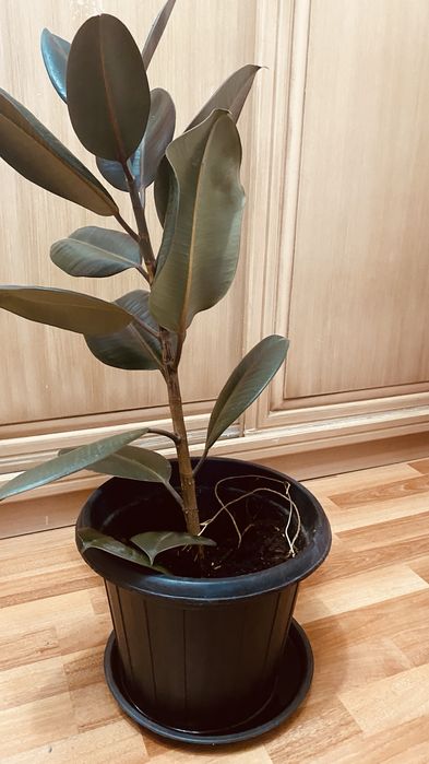 Продам домашнее растение фикус