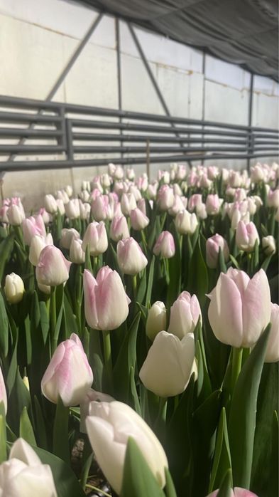 Тюльпаны на 14 февраля и 8 марта