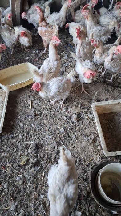 Oq tovuqlar sotiladi