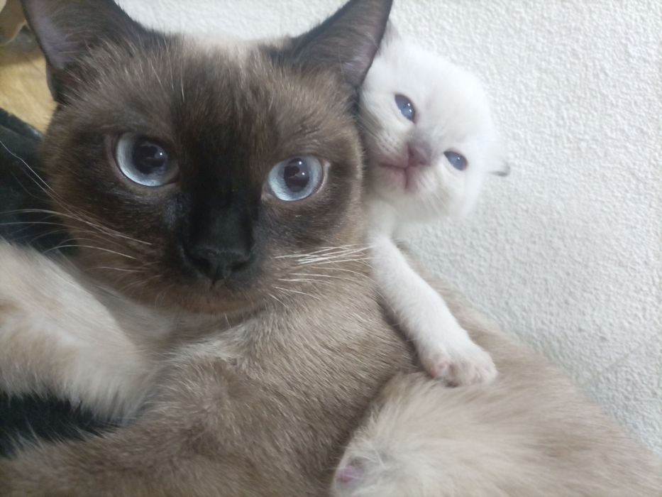 Сиамский котёнок