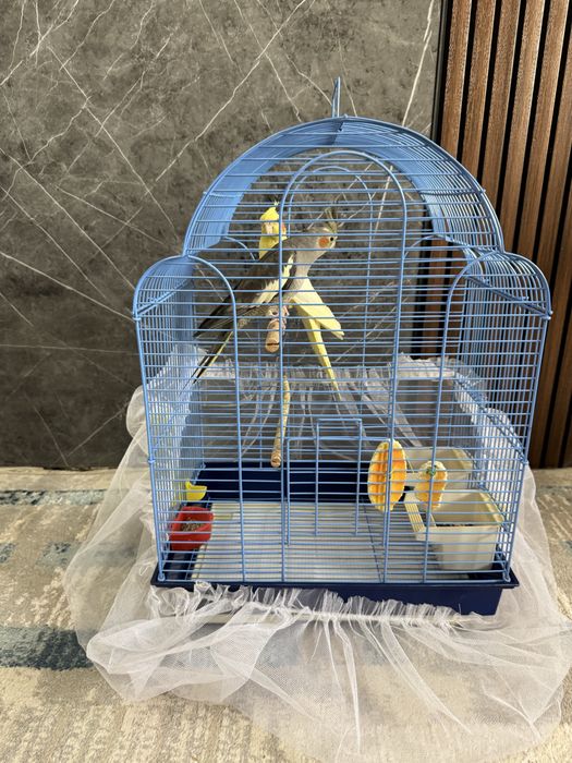 Попугай Карелла взрослый