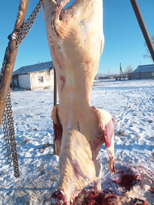 Продам тёлку с откорма