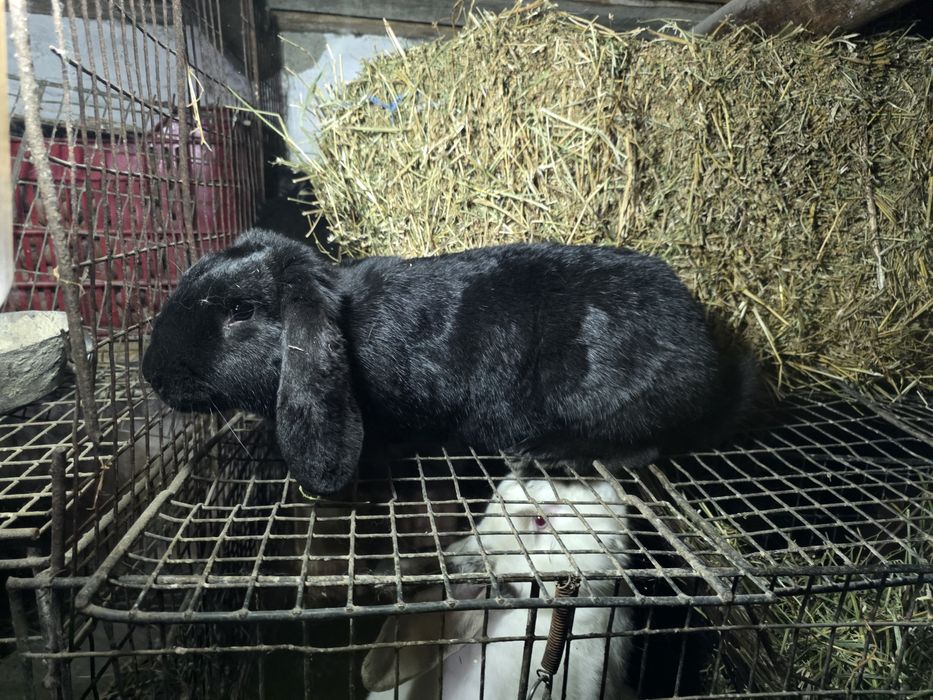 Iepuri berbec german