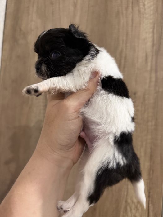 Щенок чихуа мальчик