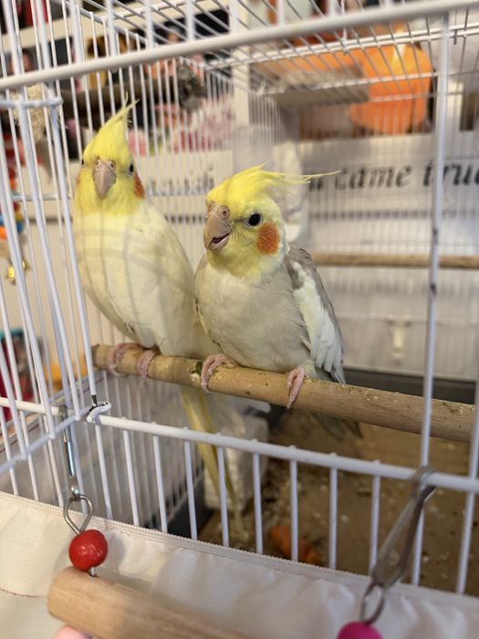 Nimfe pereche 7 luni