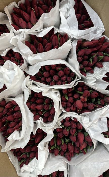 Поставки опт Тюльпаны Актобе